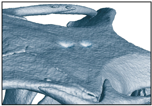 CT scan showing where the pineal and parapineal organs were located on the lizard’s skull.